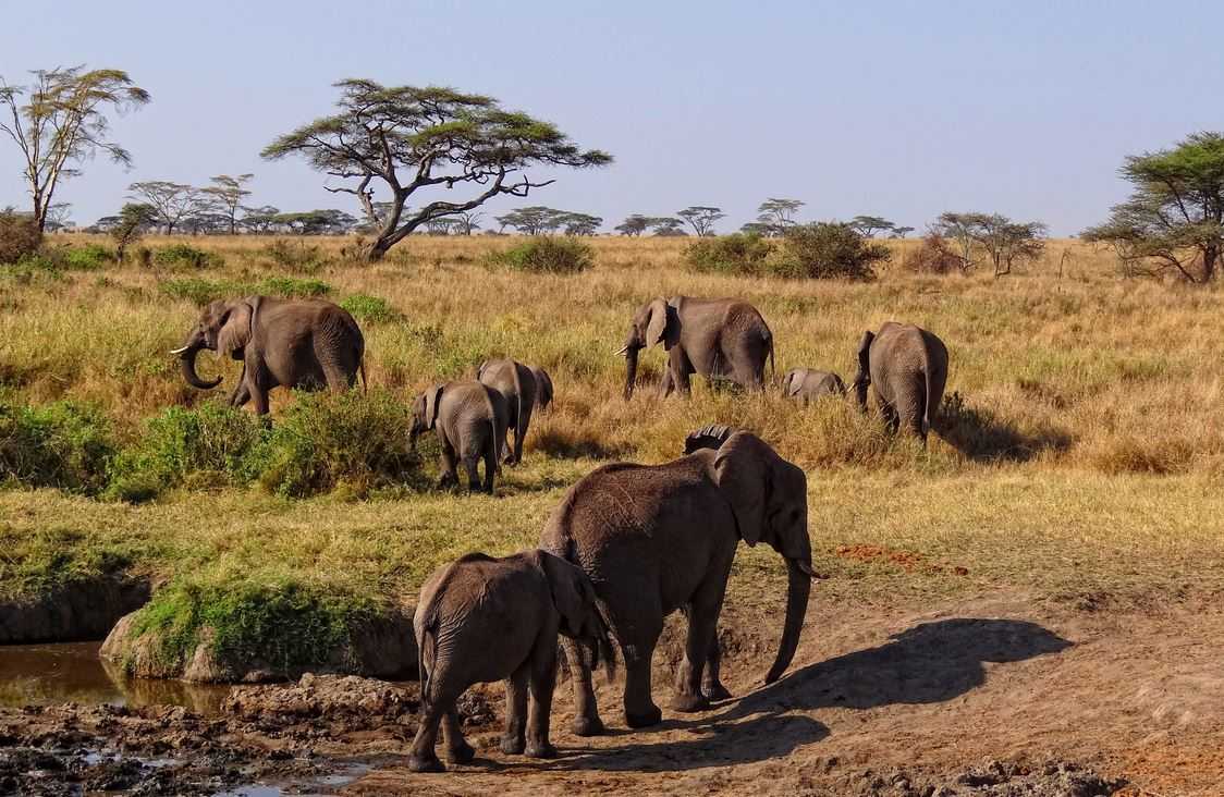 10 Big Game Safari Destinations