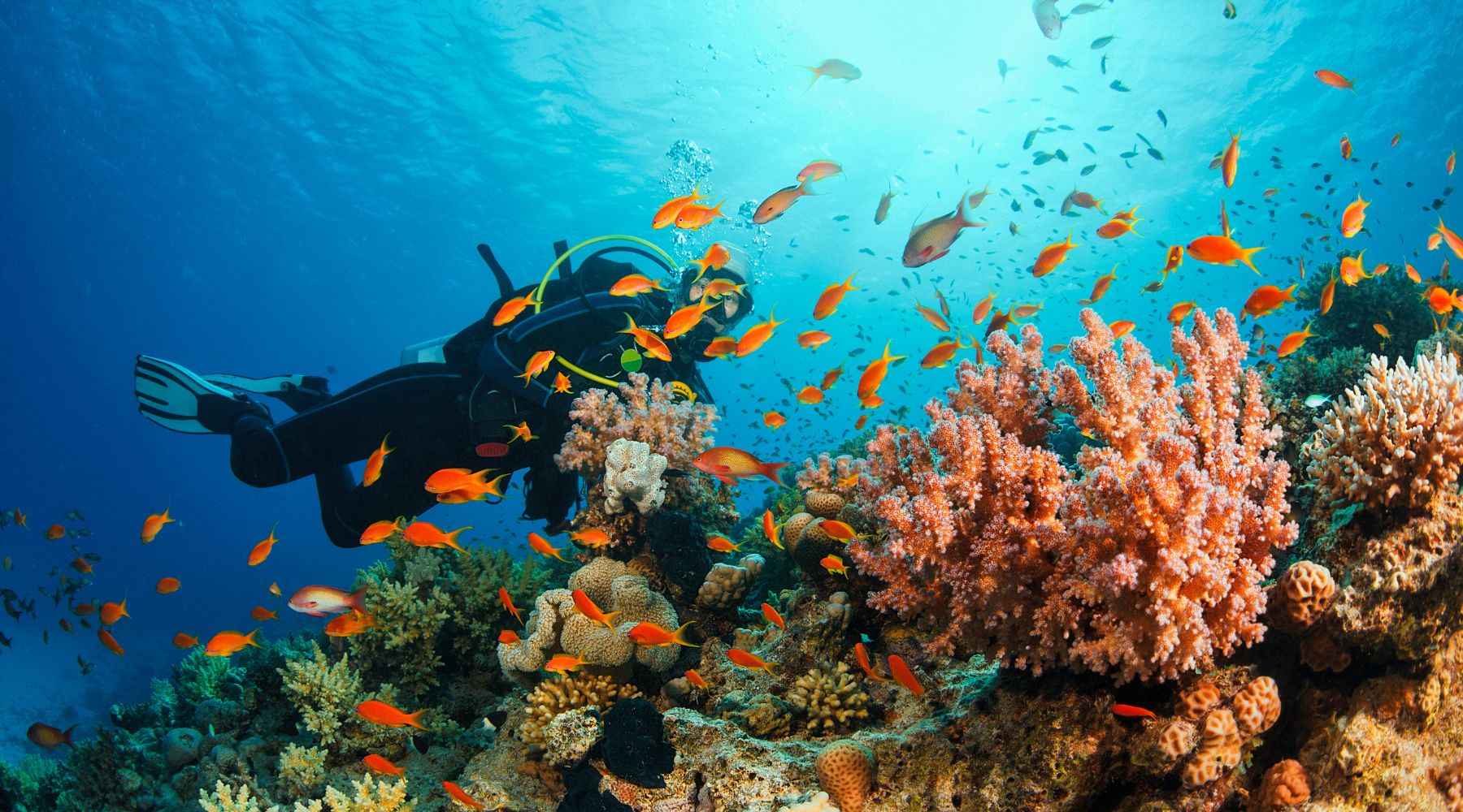 6 Best Scuba Diving Destinations