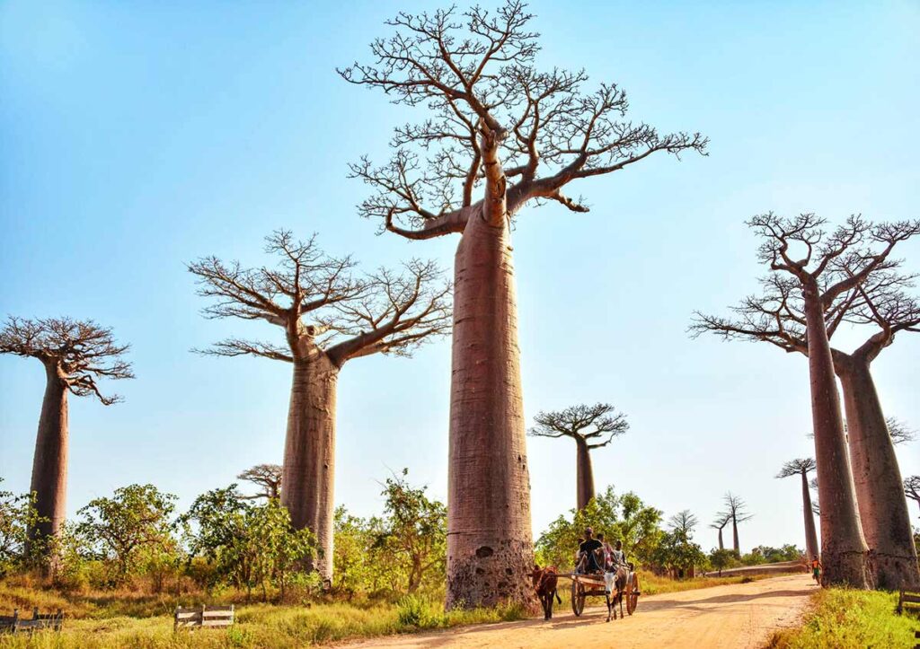 10-most-famous-trees-in-the-world-wanderingports